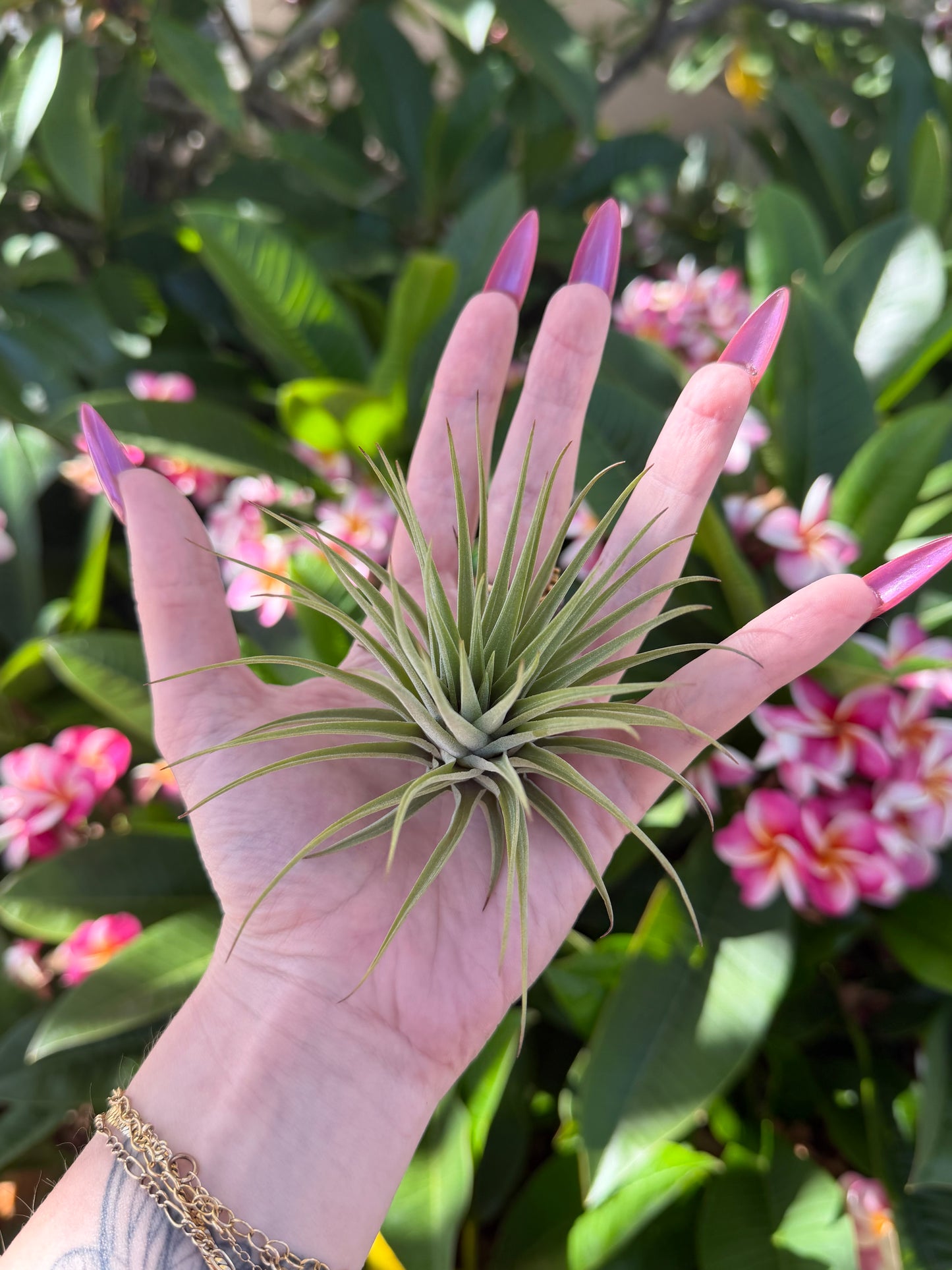 Tillandsia espinosae
