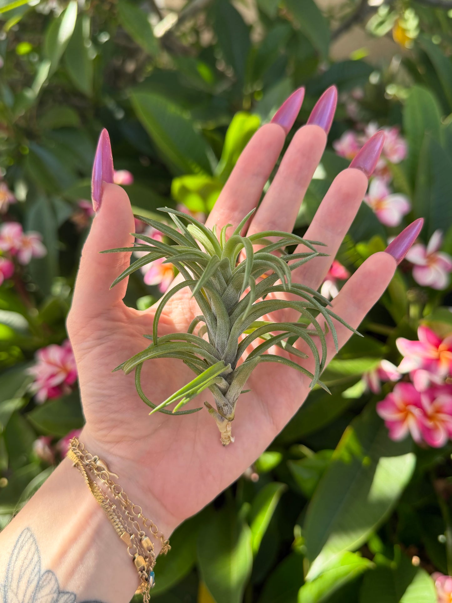 Tillandsia neglecta