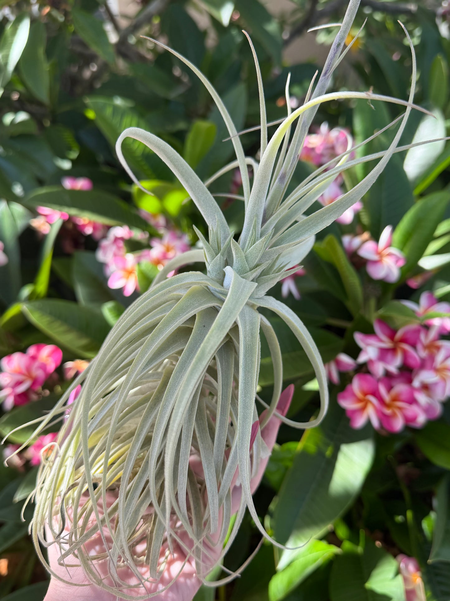 Tillandsia duratii XL