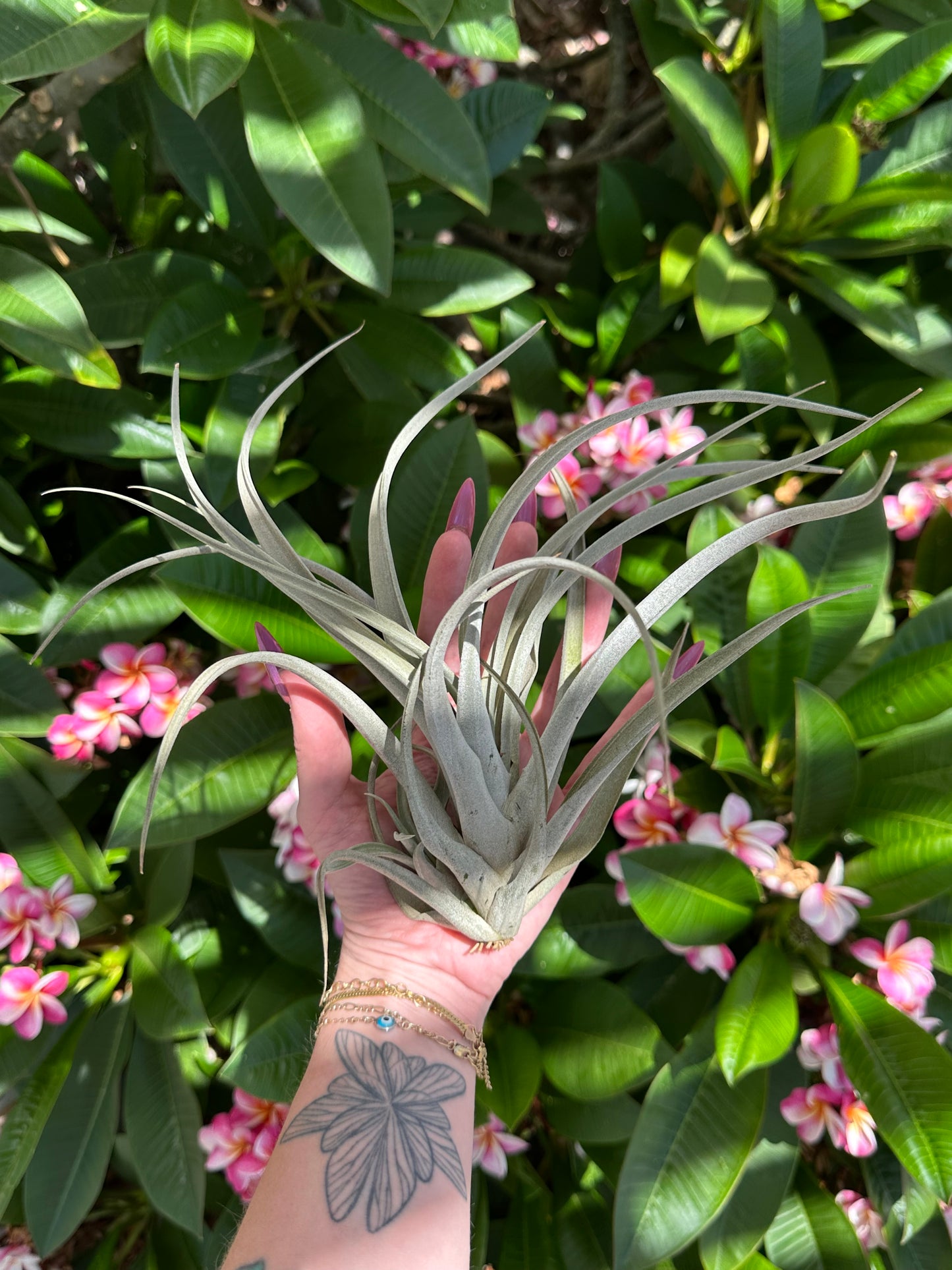 Tillandsia ‘Isabella’