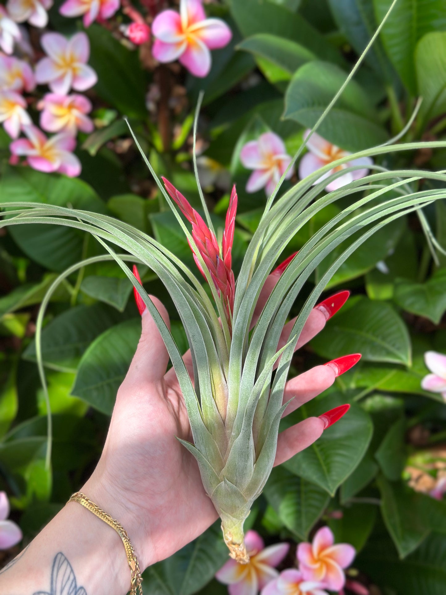 RARE - Tillandsia hybrid