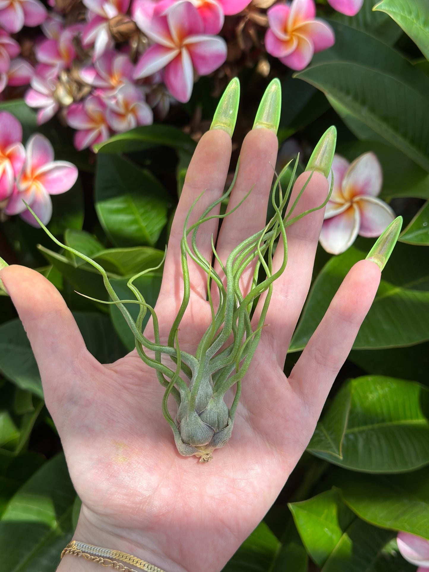 bulbosa hybrid v.2