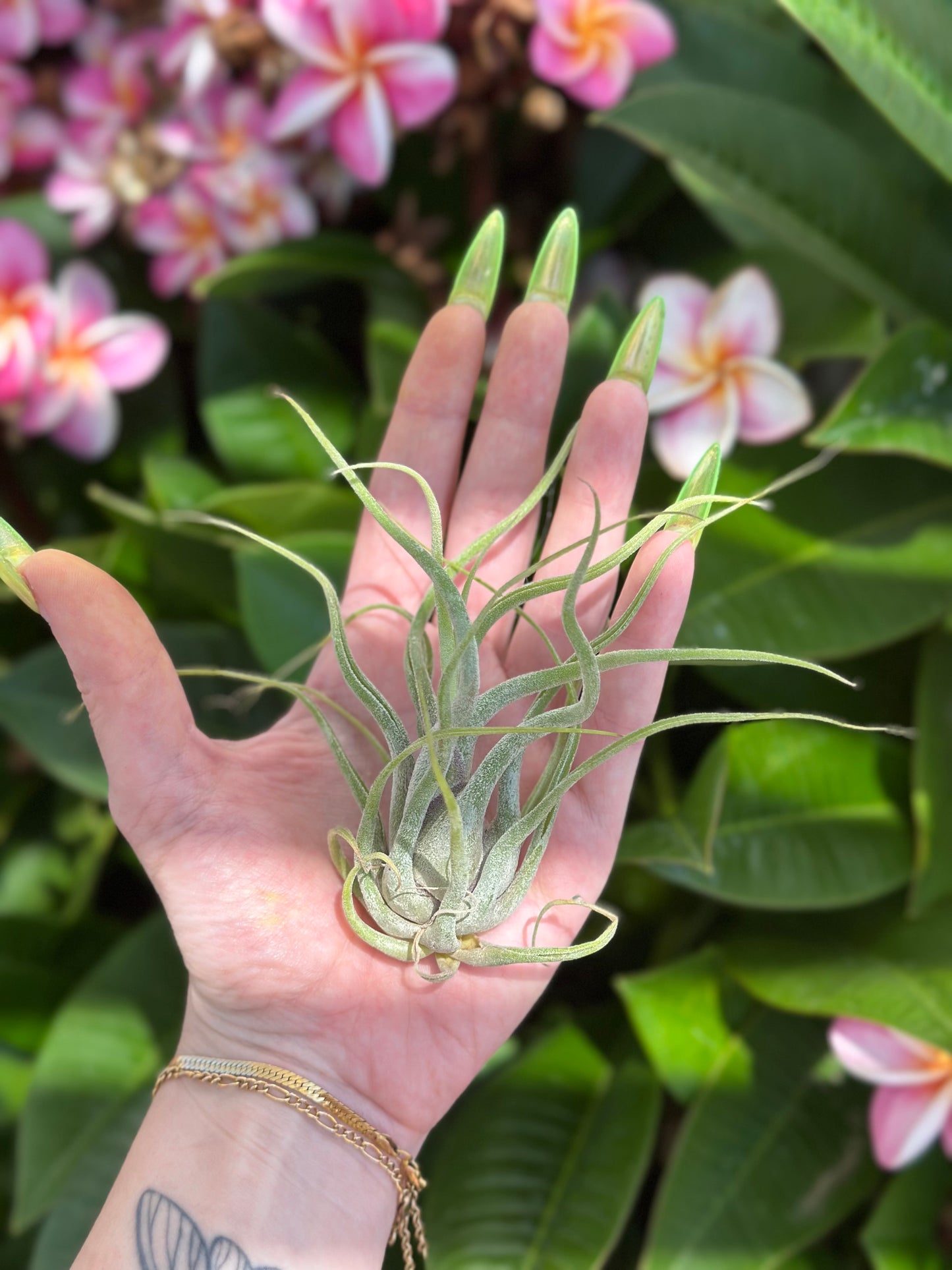 Hand holding a small plant with pink flowers in the background