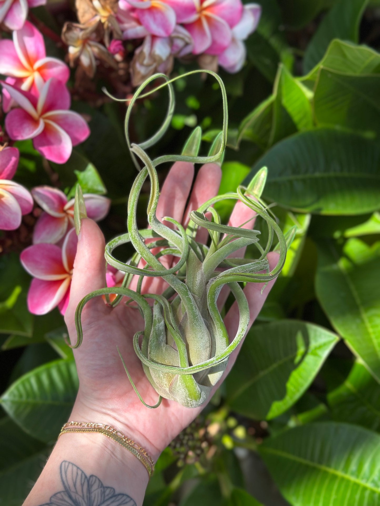 Tillandsia caput-medusae