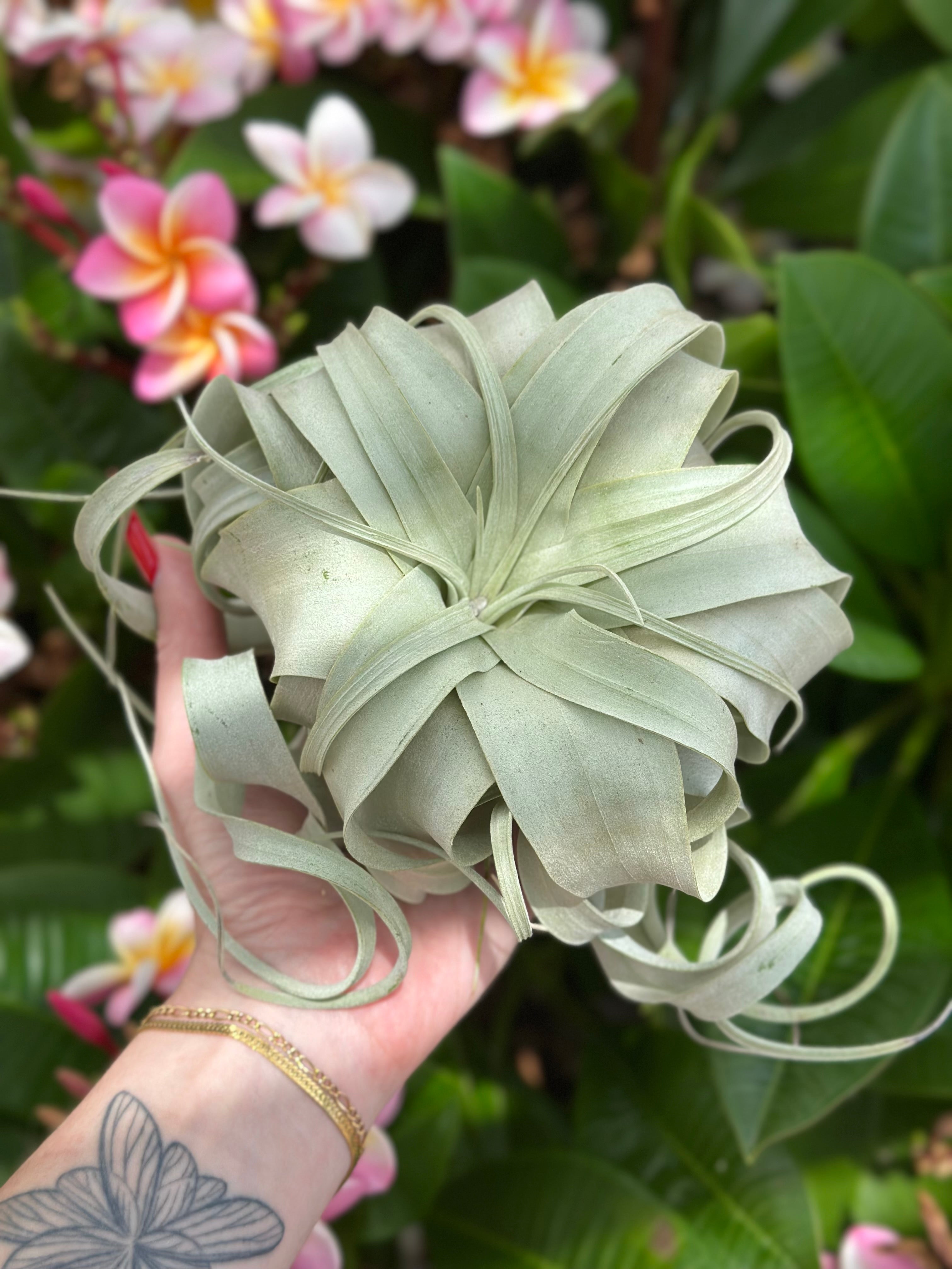 queen air plant Tillandsia Xerographica – Dove's Plants