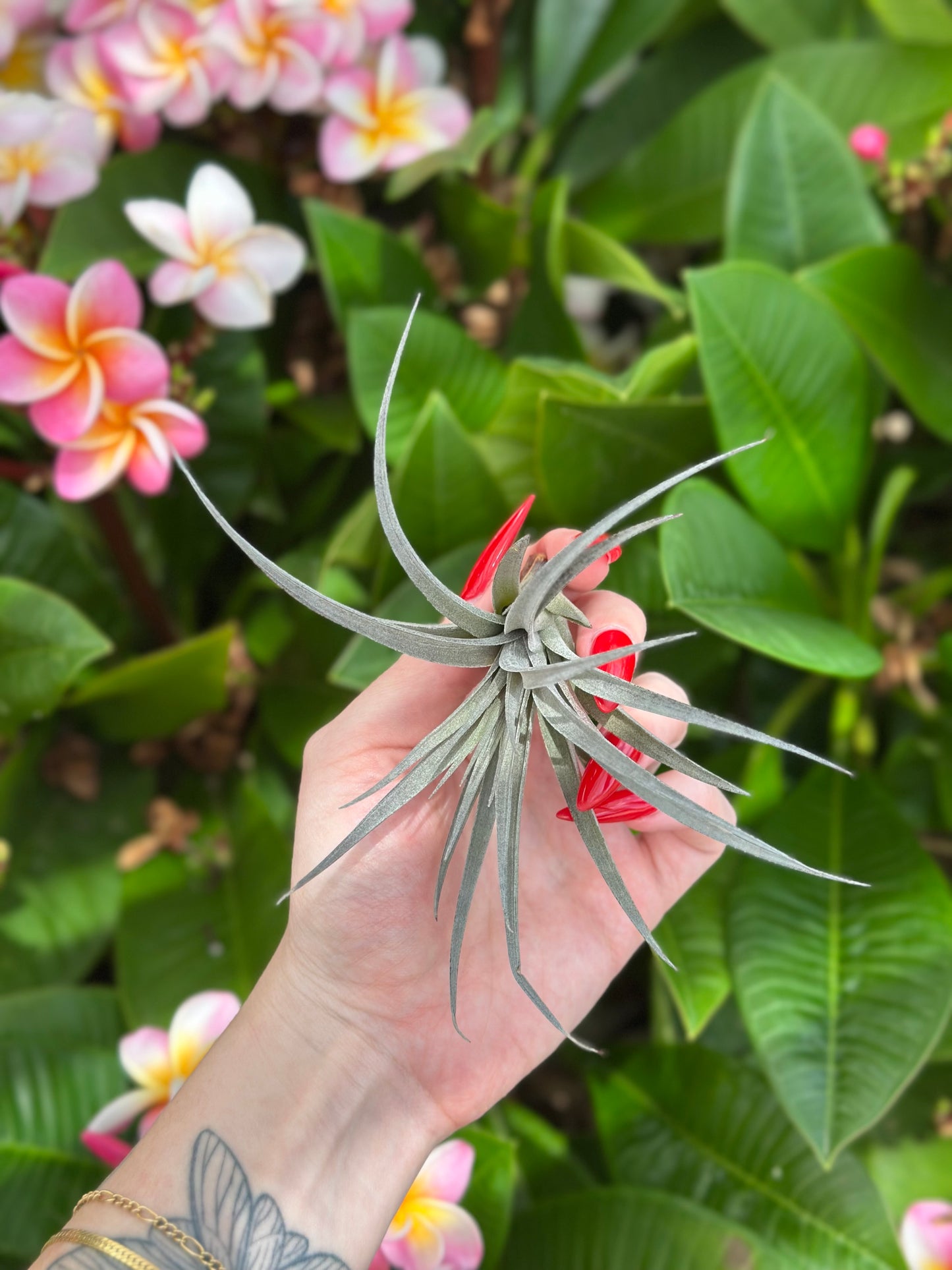 Tillandsia stricta 'Purple Haze'