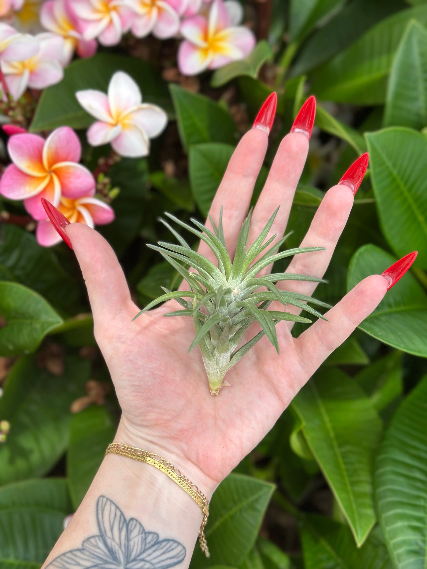 Tillandsia neglecta