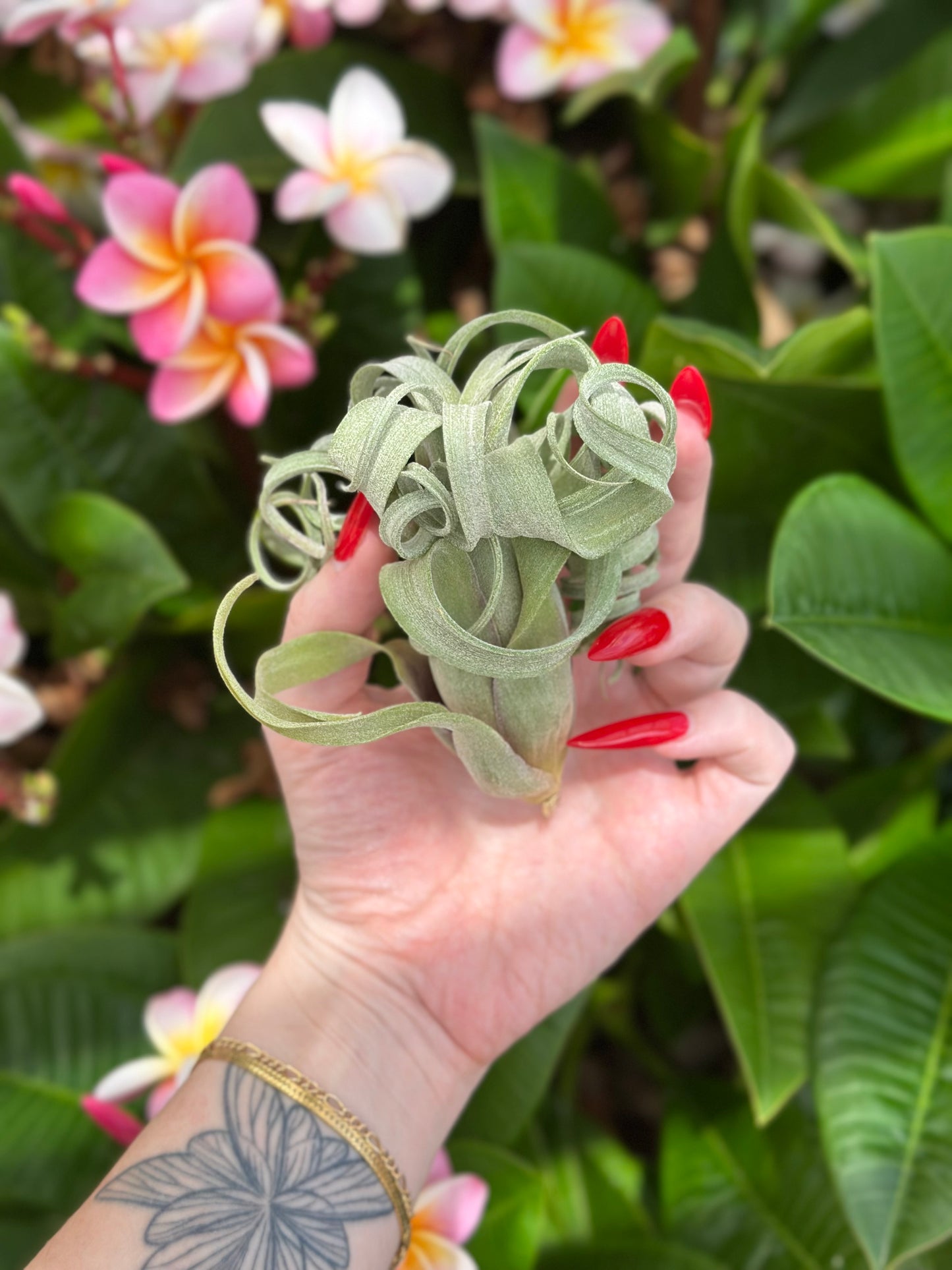 Tillandsia 'Curly Slim'