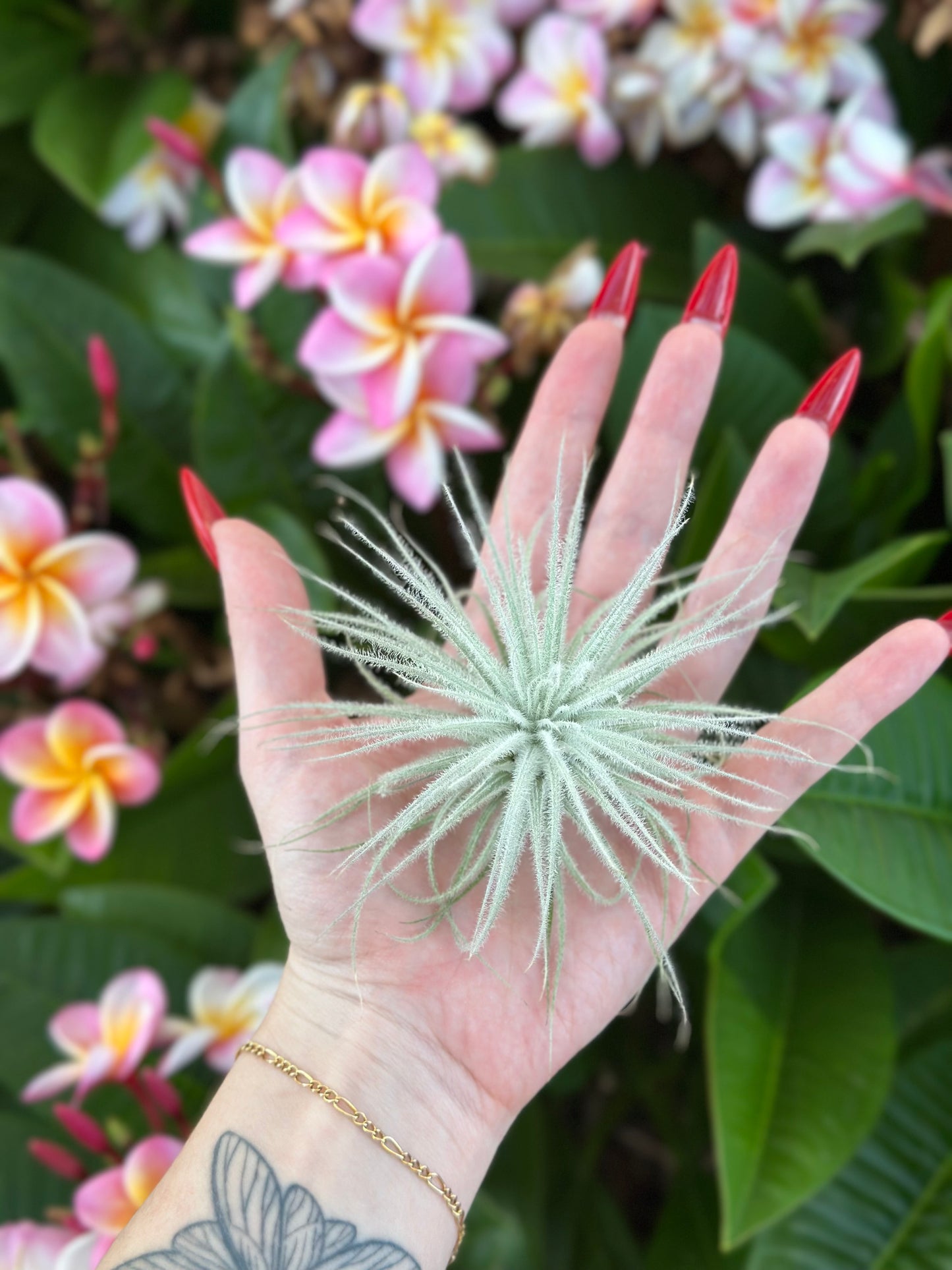 Tillandsia tectorum globosa