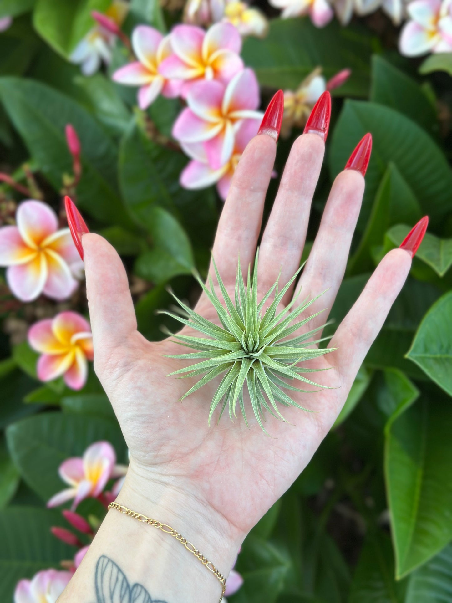Tillandsia espinosae