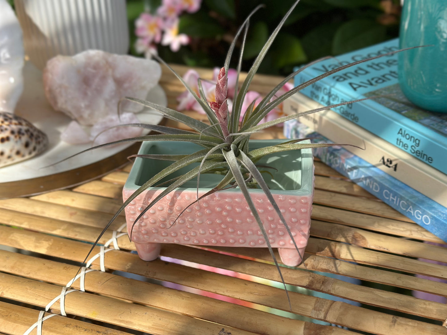 Pink Pedestal