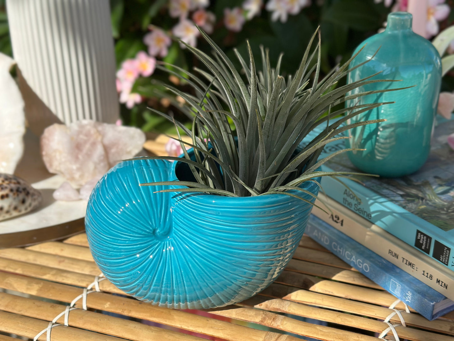 Nautilus Shell