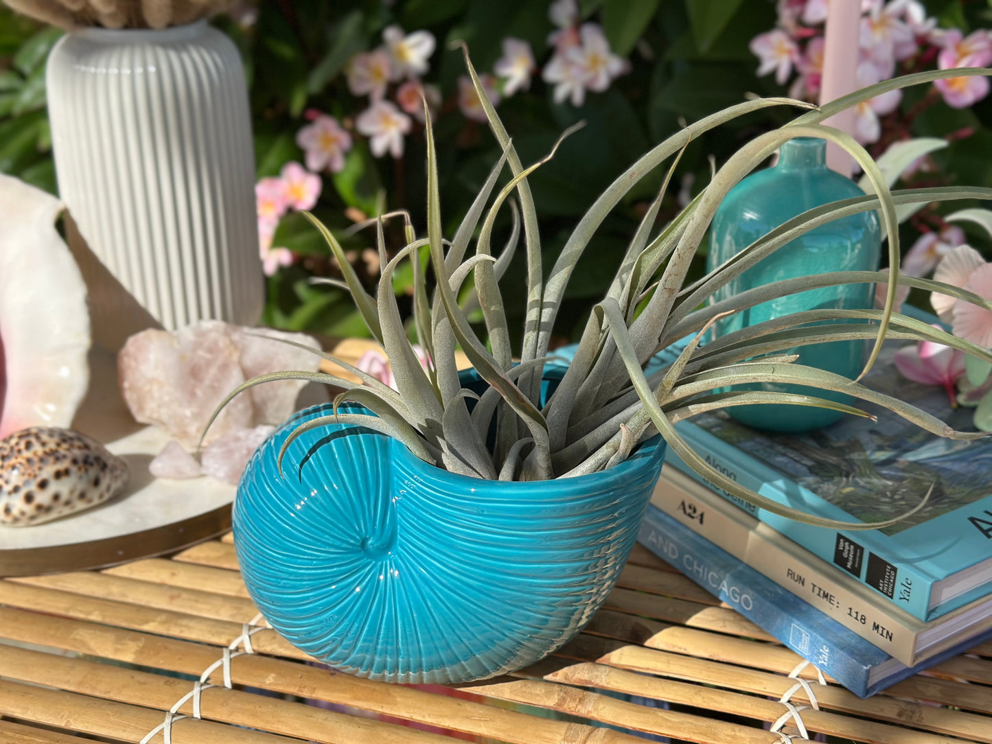 Nautilus Shell