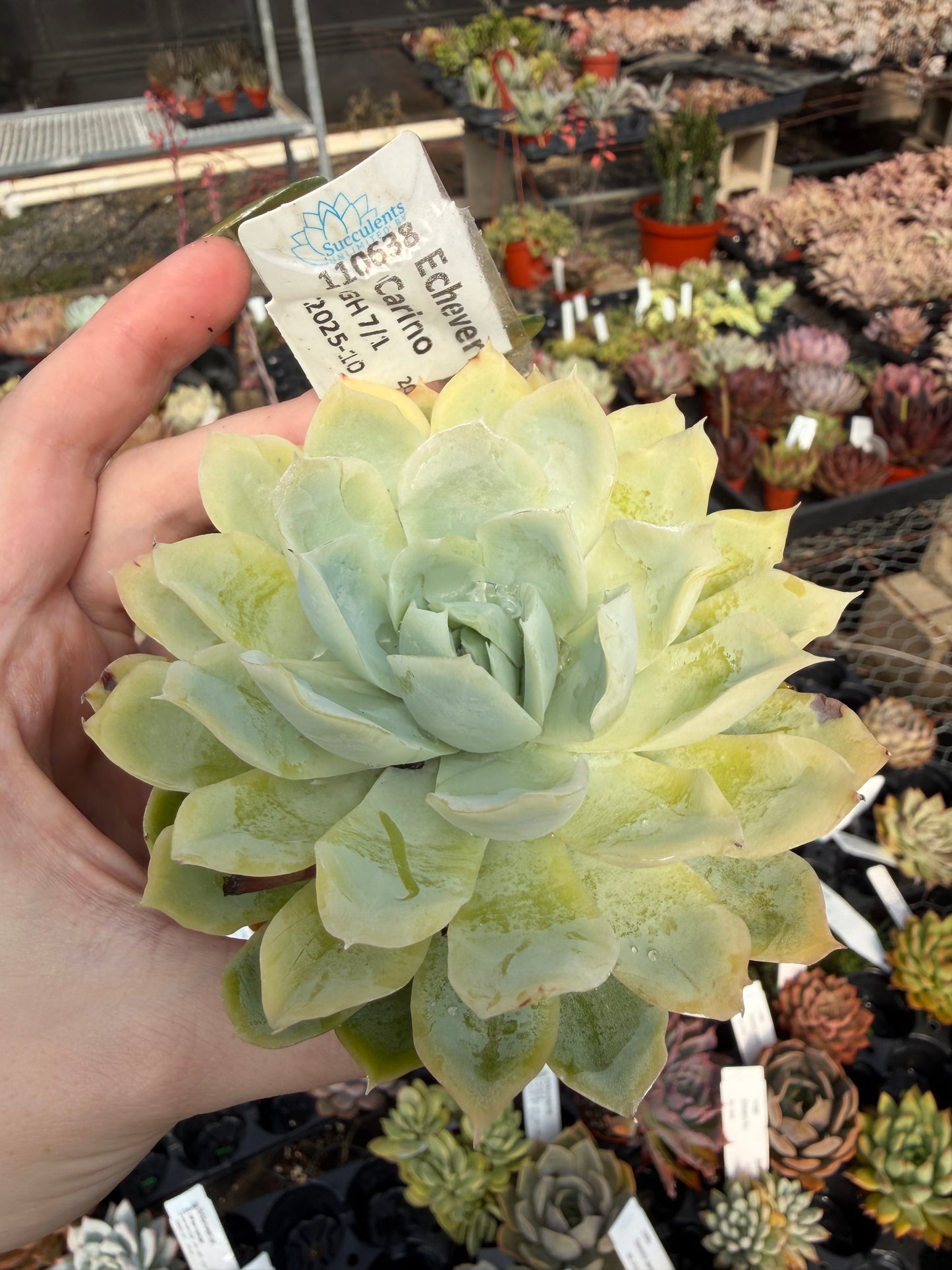 Echeveria 'Carino'