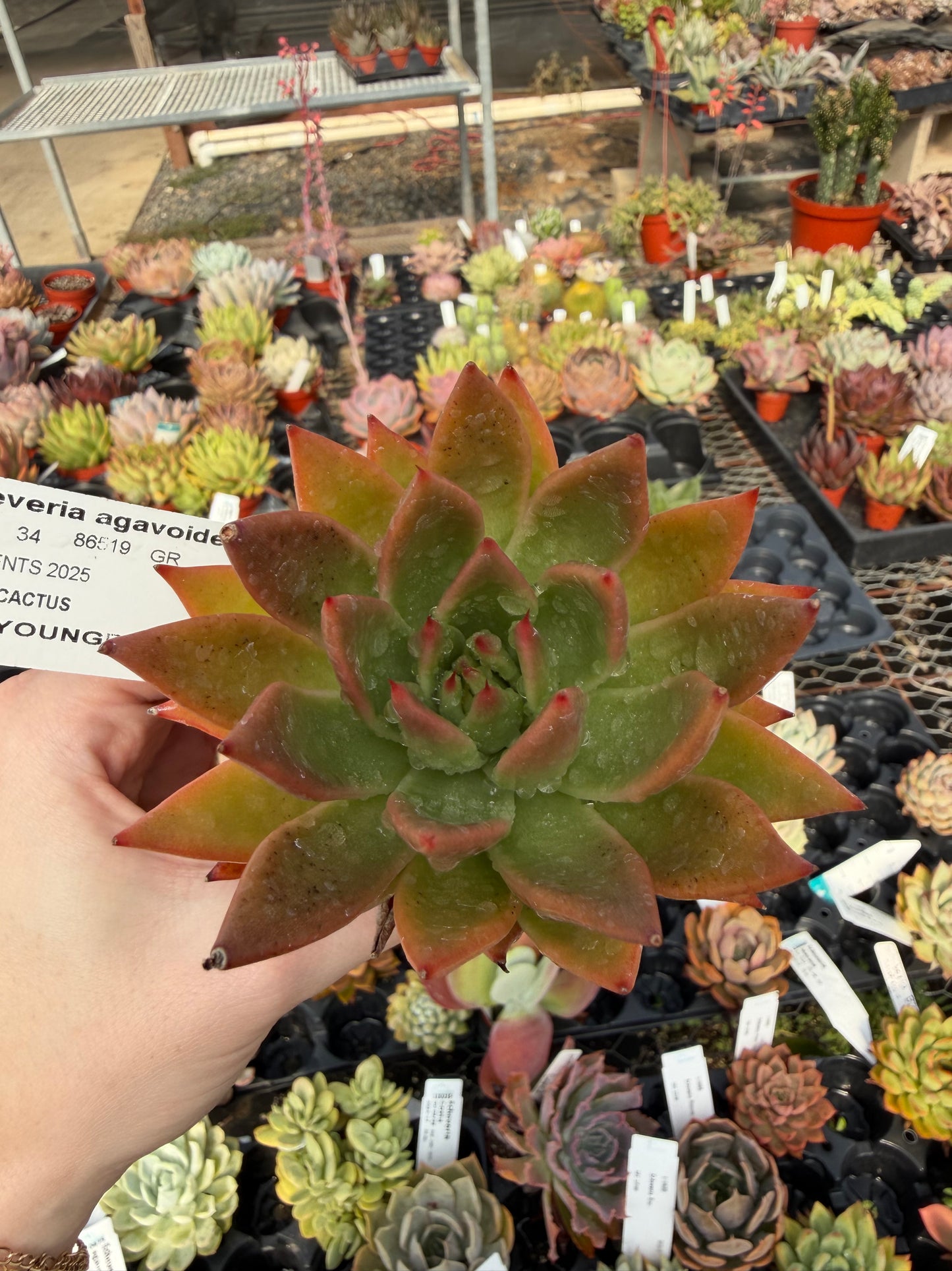 Echeveria agavoides 'Red Edge'