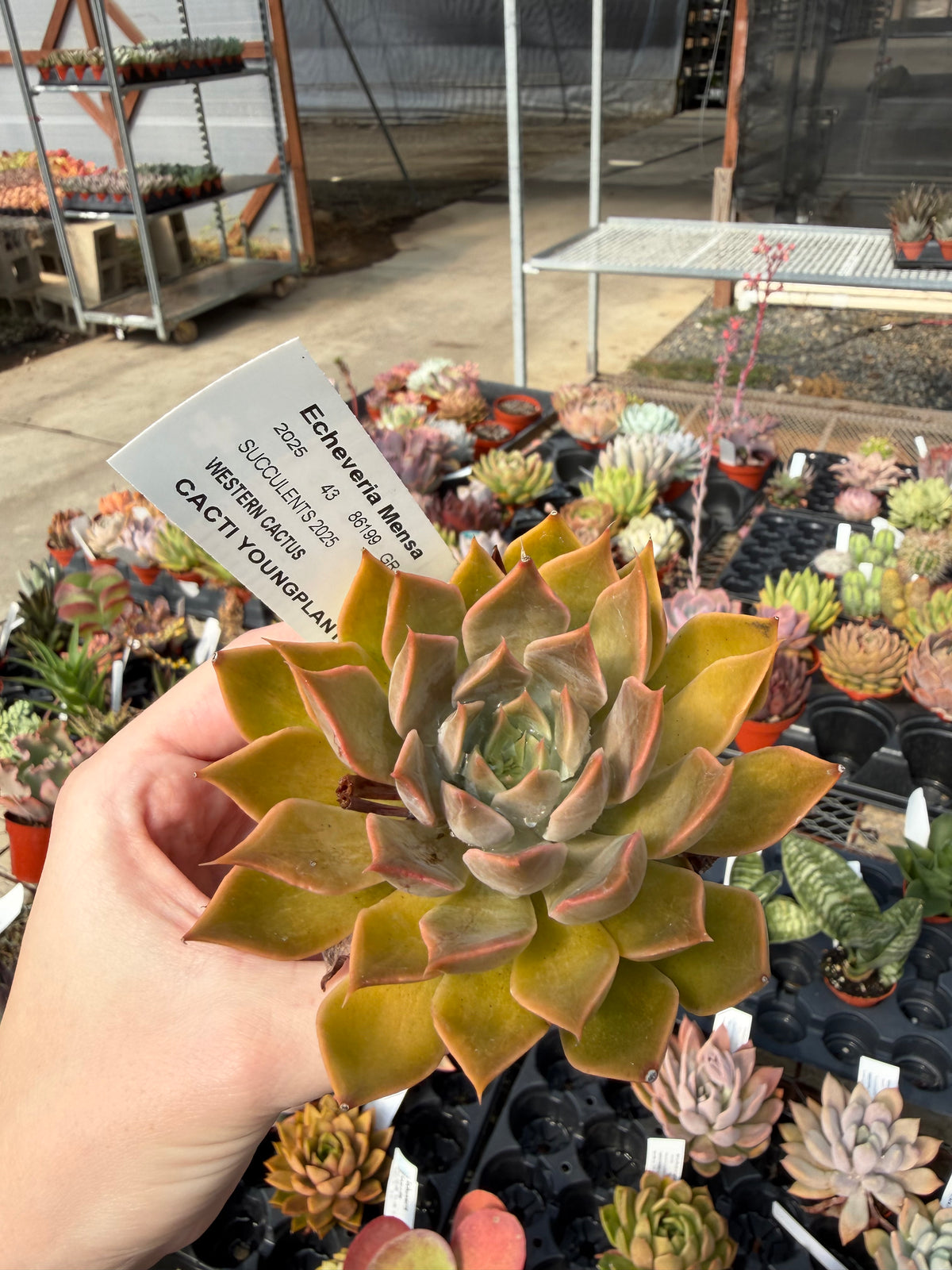 Echeveria 'Mensa'