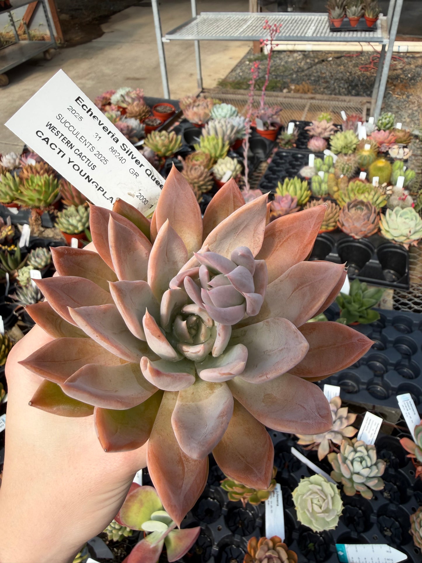 Echeveria 'Silver Queen'