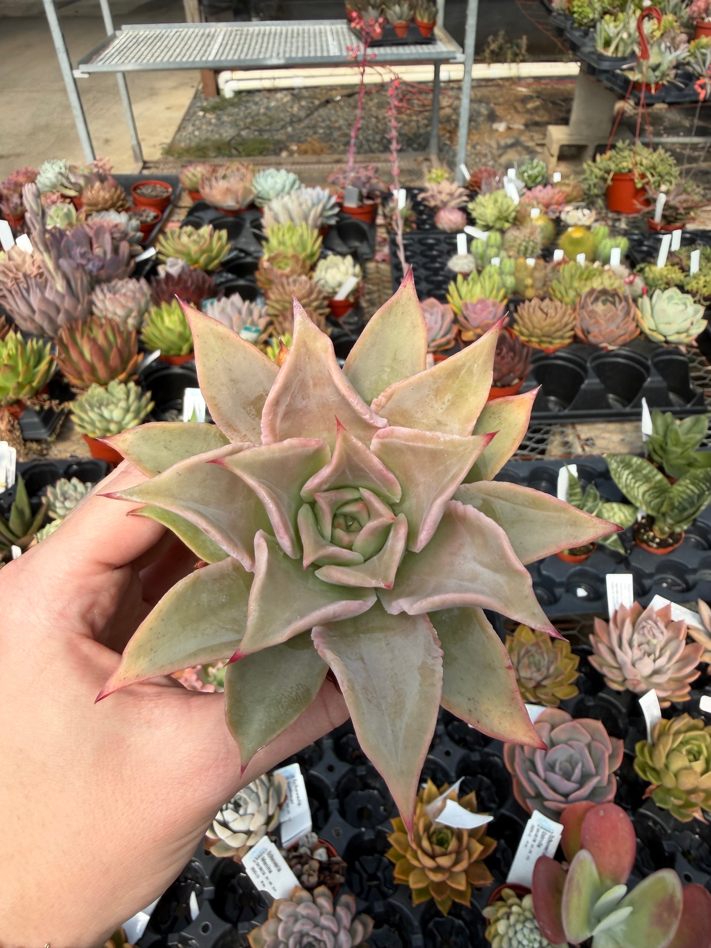 Echeveria 'Madiba'
