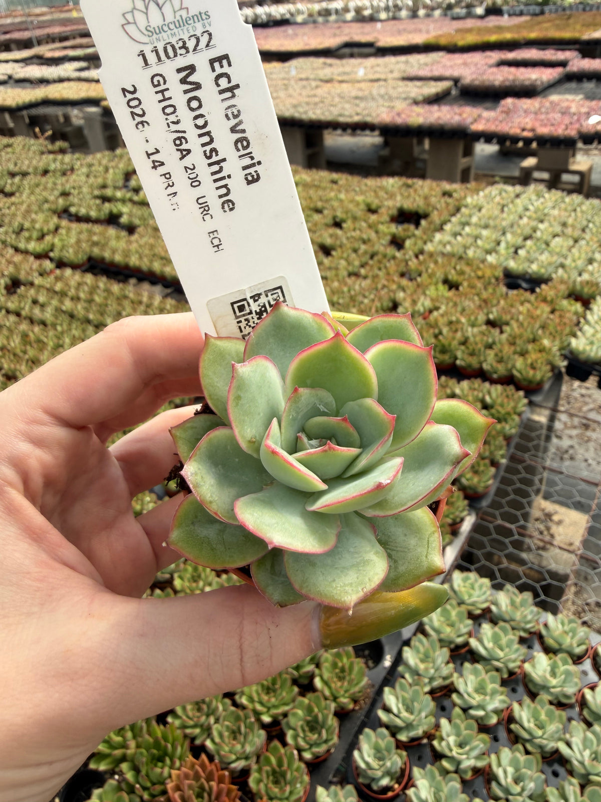 Echeveria 'Moonshine'