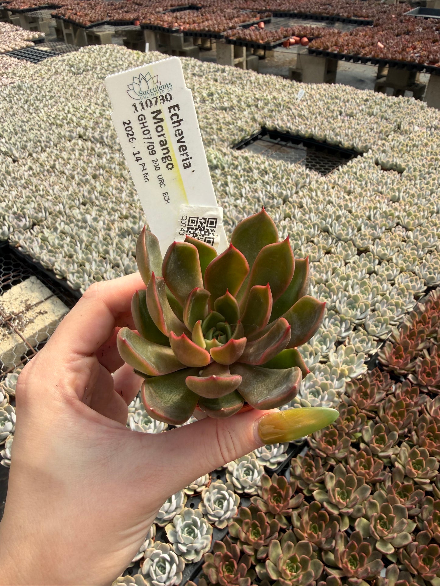 Echeveria 'Morango'