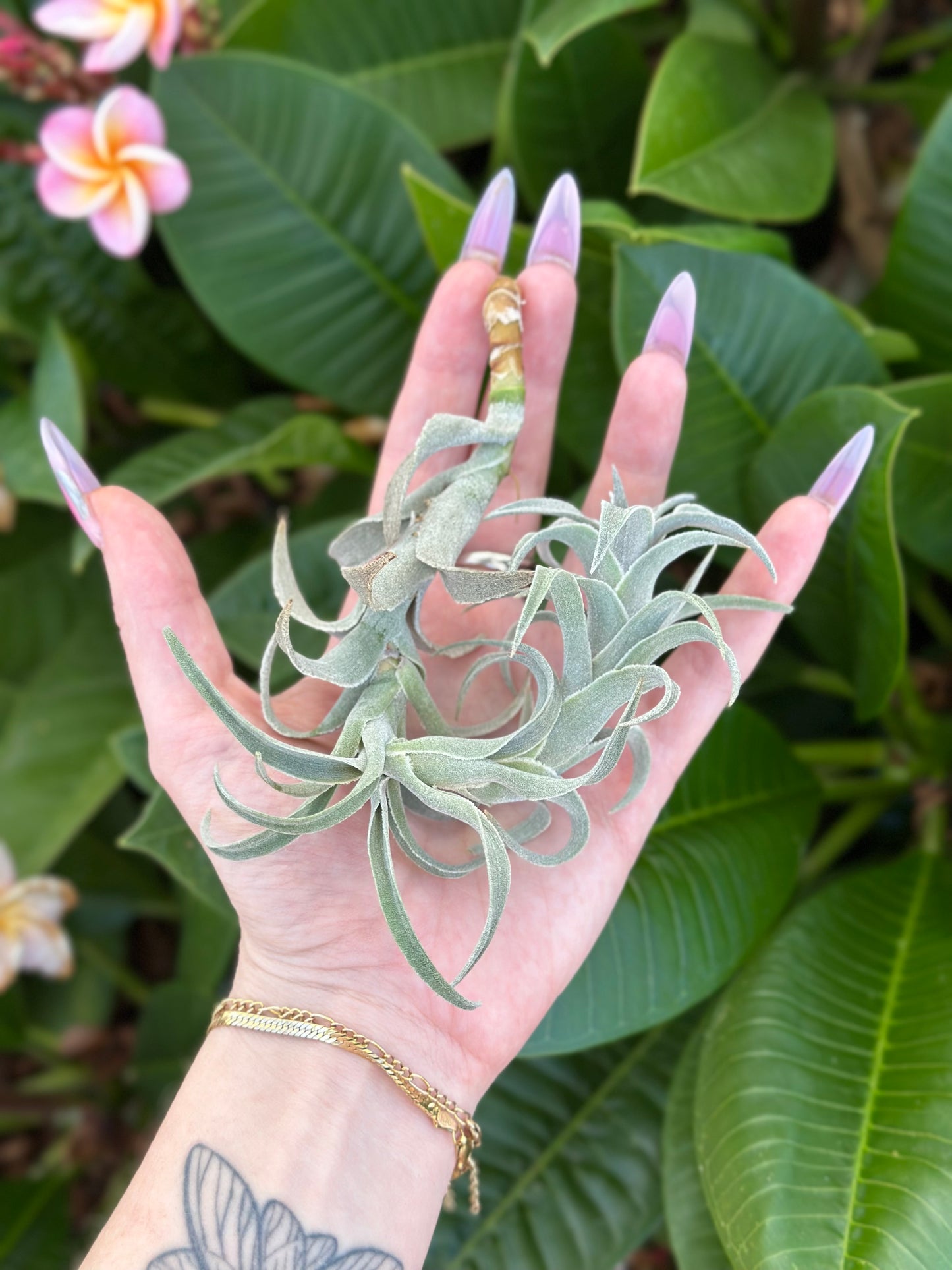 Tillandsia edithea 'Grey'