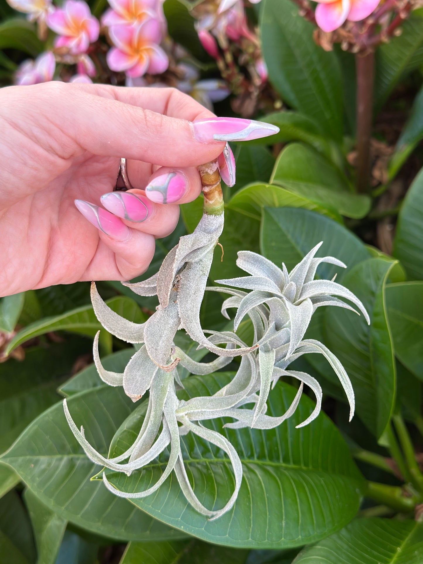 Tillandsia edithea 'Grey'