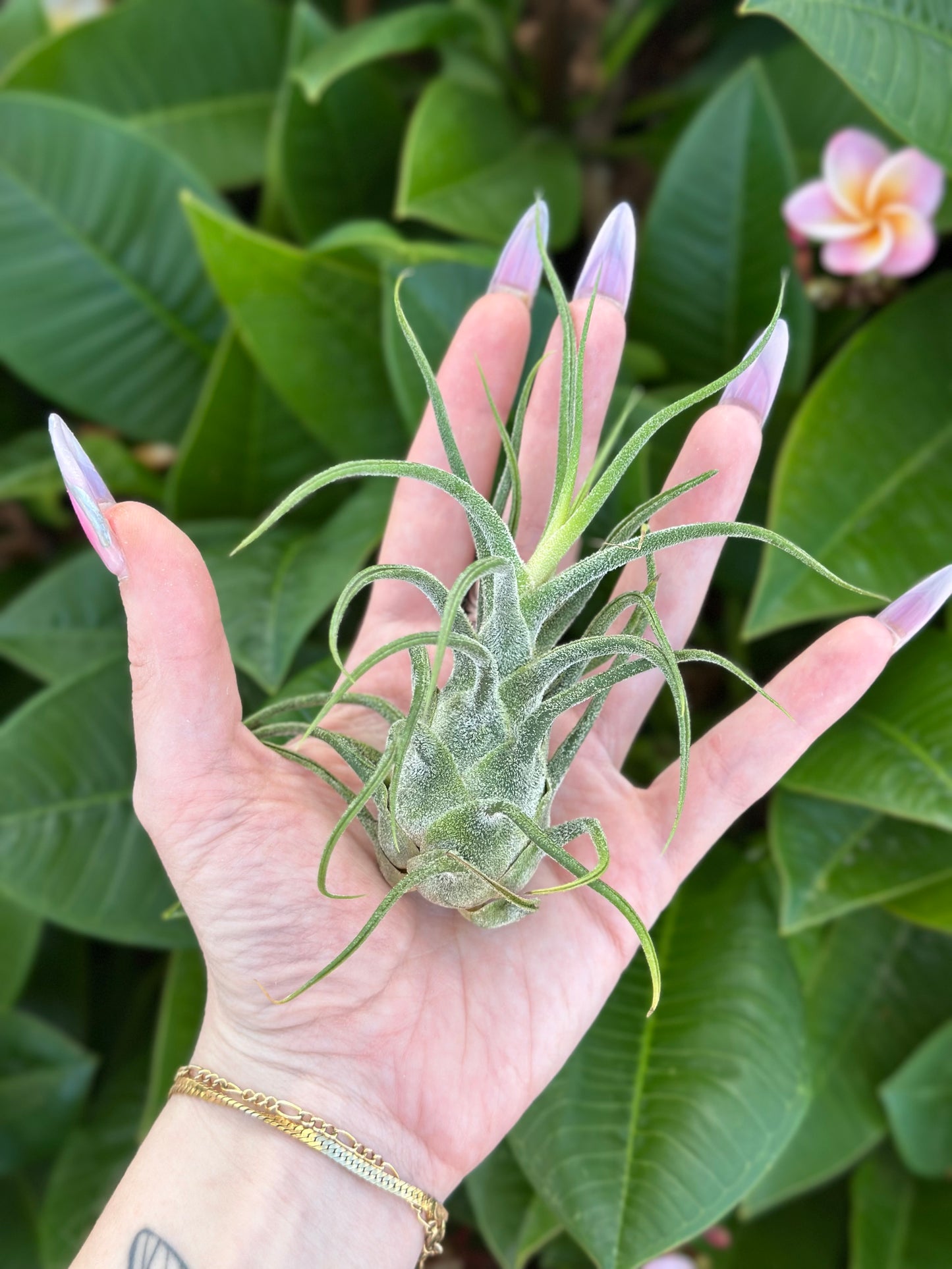 Tillandsia pruinosa x seleriana