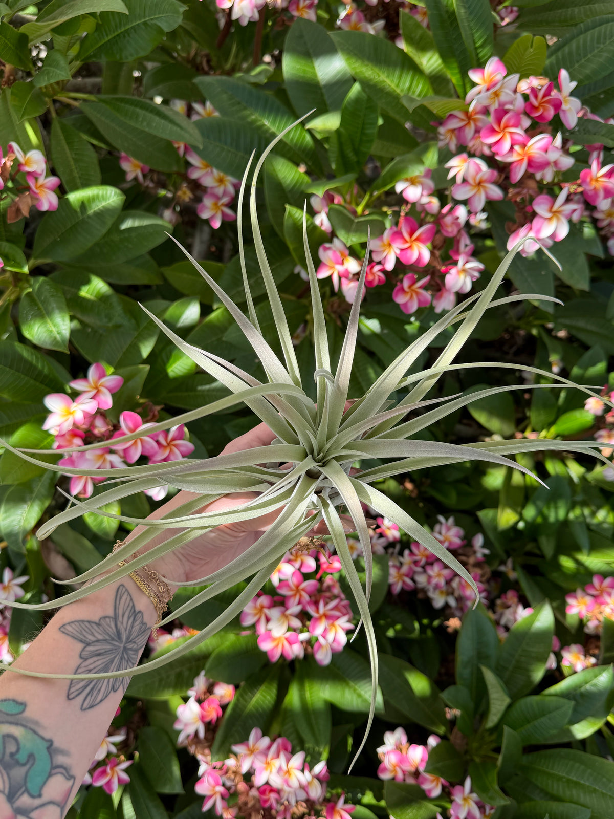 Tillandsia 'Pink Velvet'