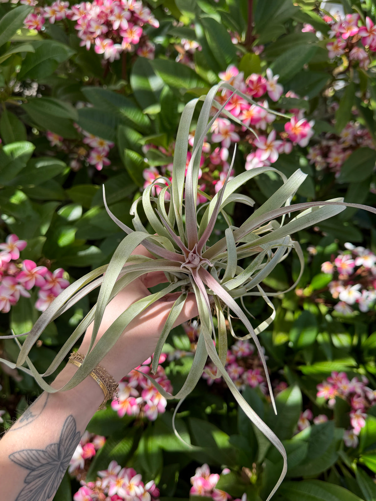 Tillandsia 'Raspberry Sorbet'