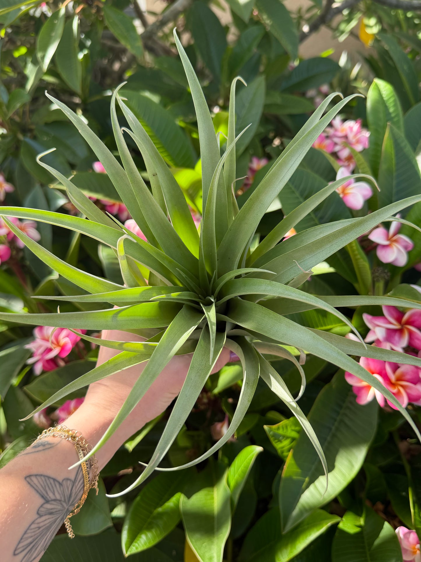 Tillandsia capitata ‘Green’