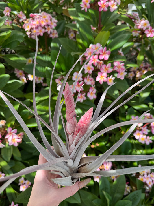 Tillandsia 'Steve'