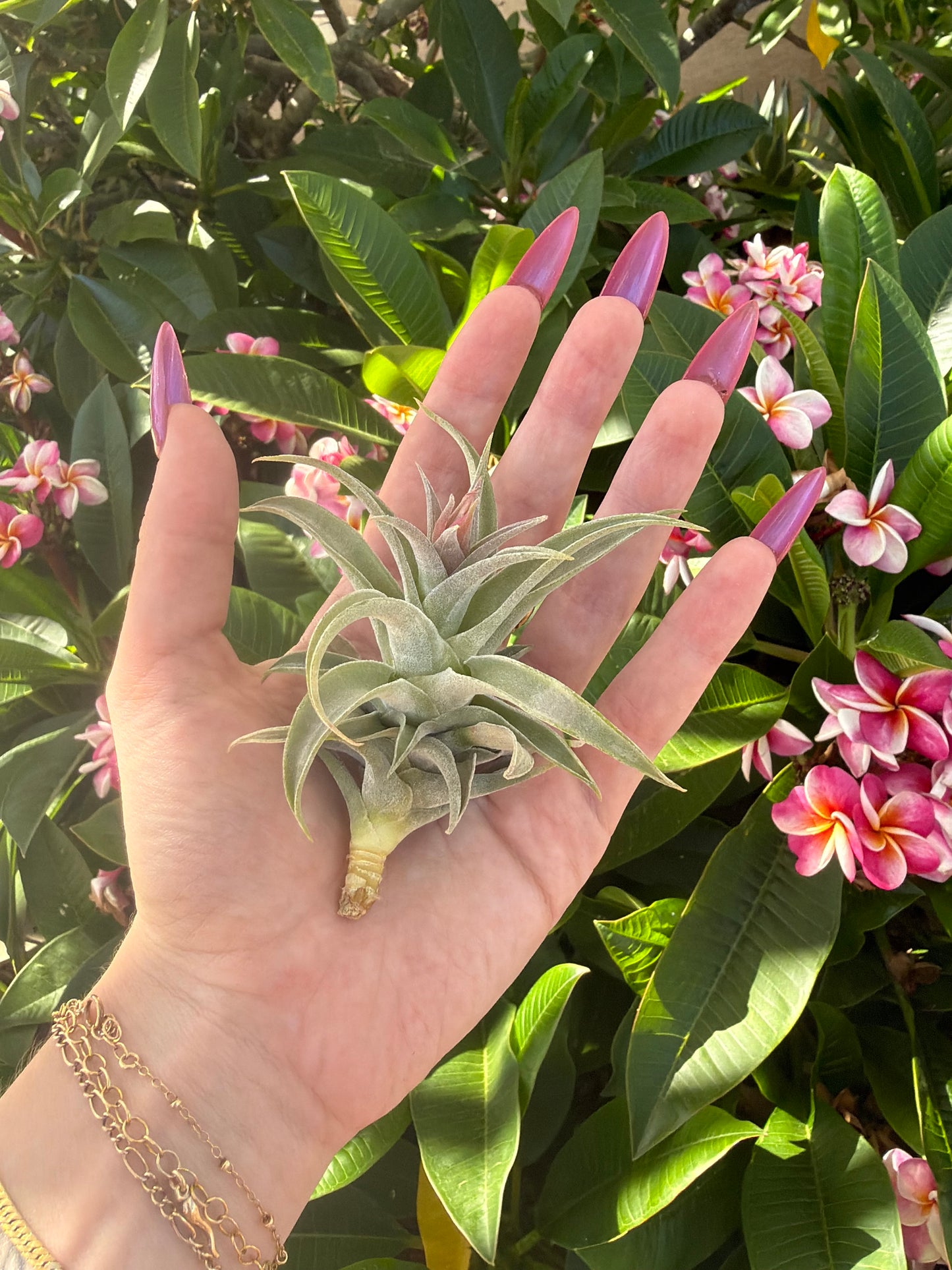 Tillandsia hondurensis