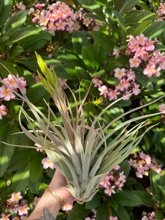 Tillandsia 'Aztec Fire'