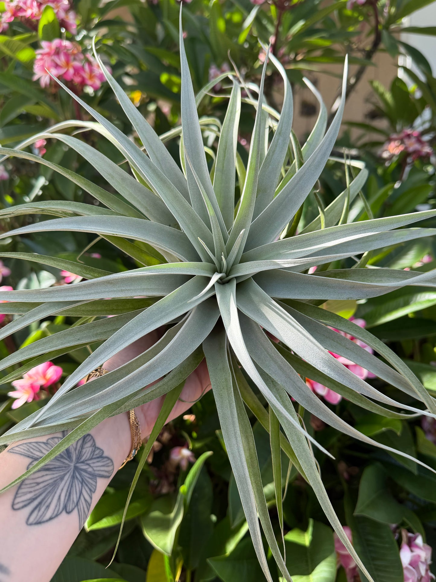 Tillandsia ‘Starburst’
