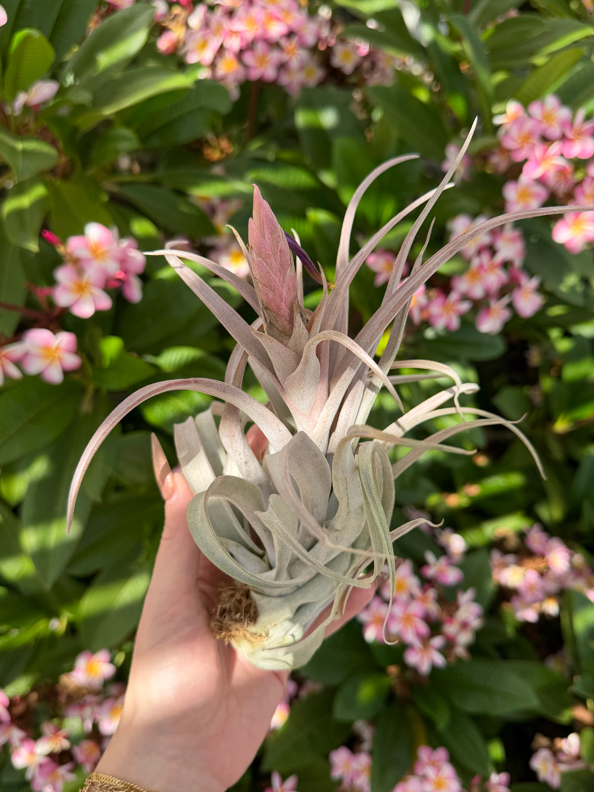 Tillandsia 'Pink Sorbet'
