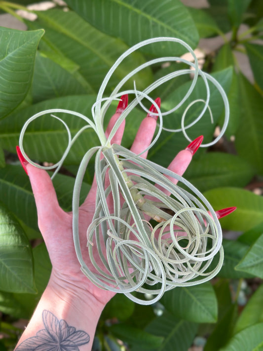 Tillandsia duratii