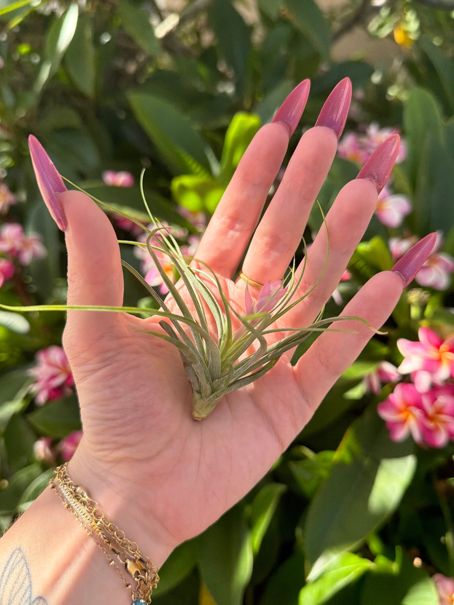 Tillandsia stricta