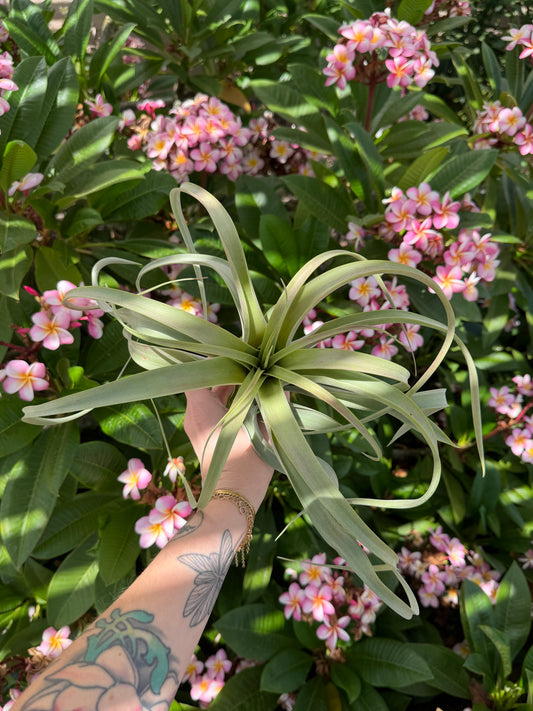 Tillandsia ‘Nessie’