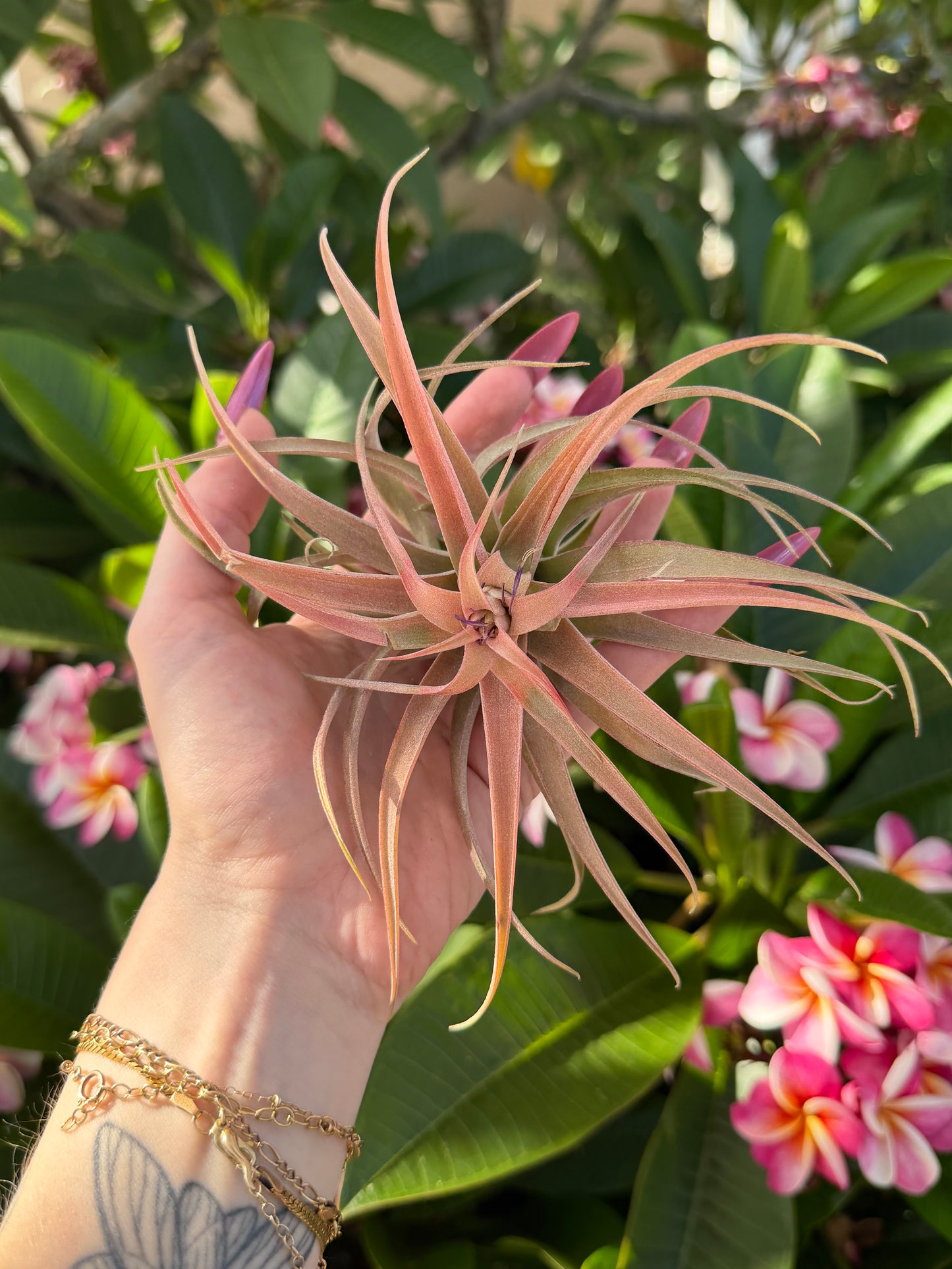Tillandsia capitata ‘Peach’