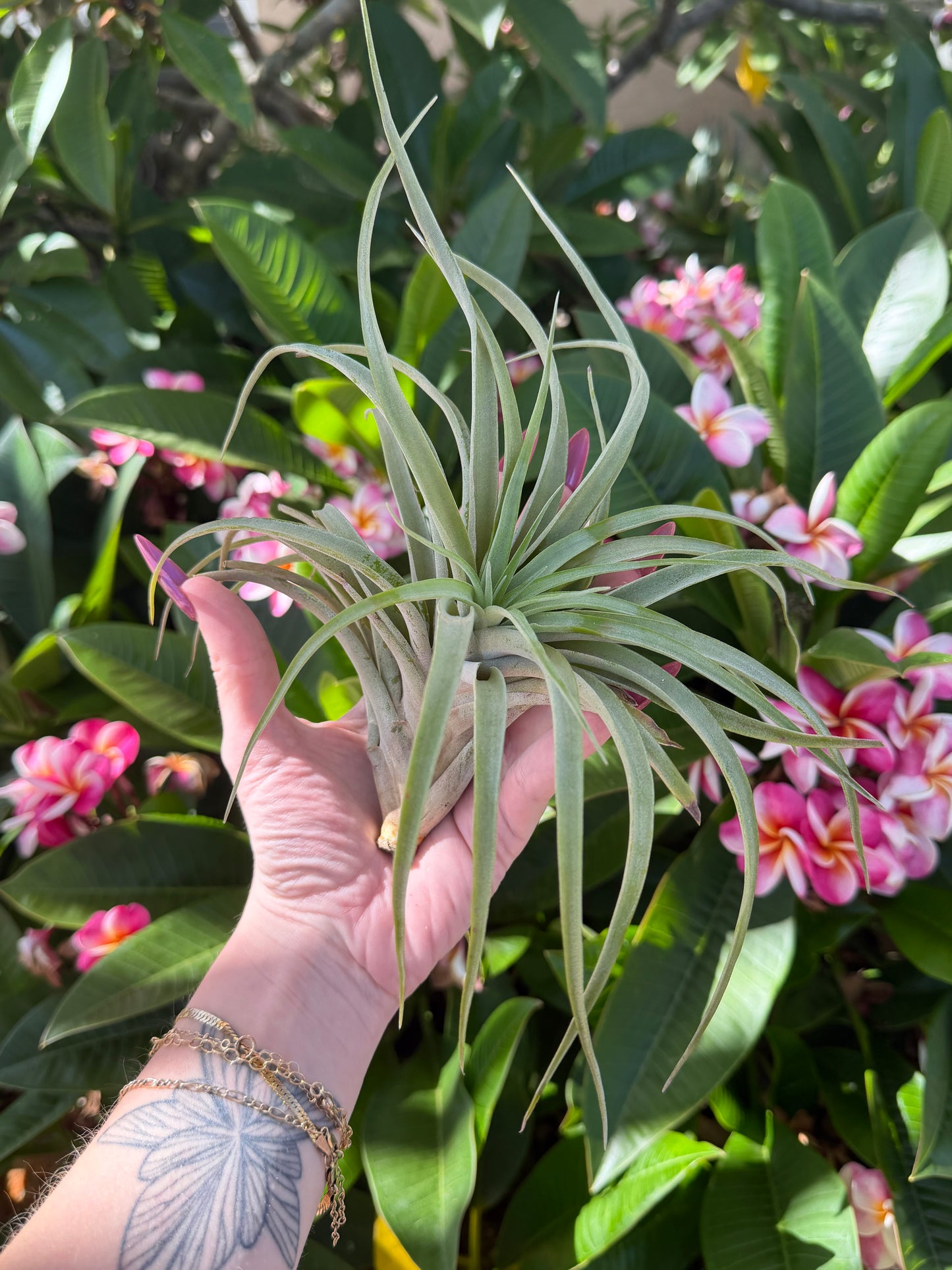 Tillandsia brachycaulos