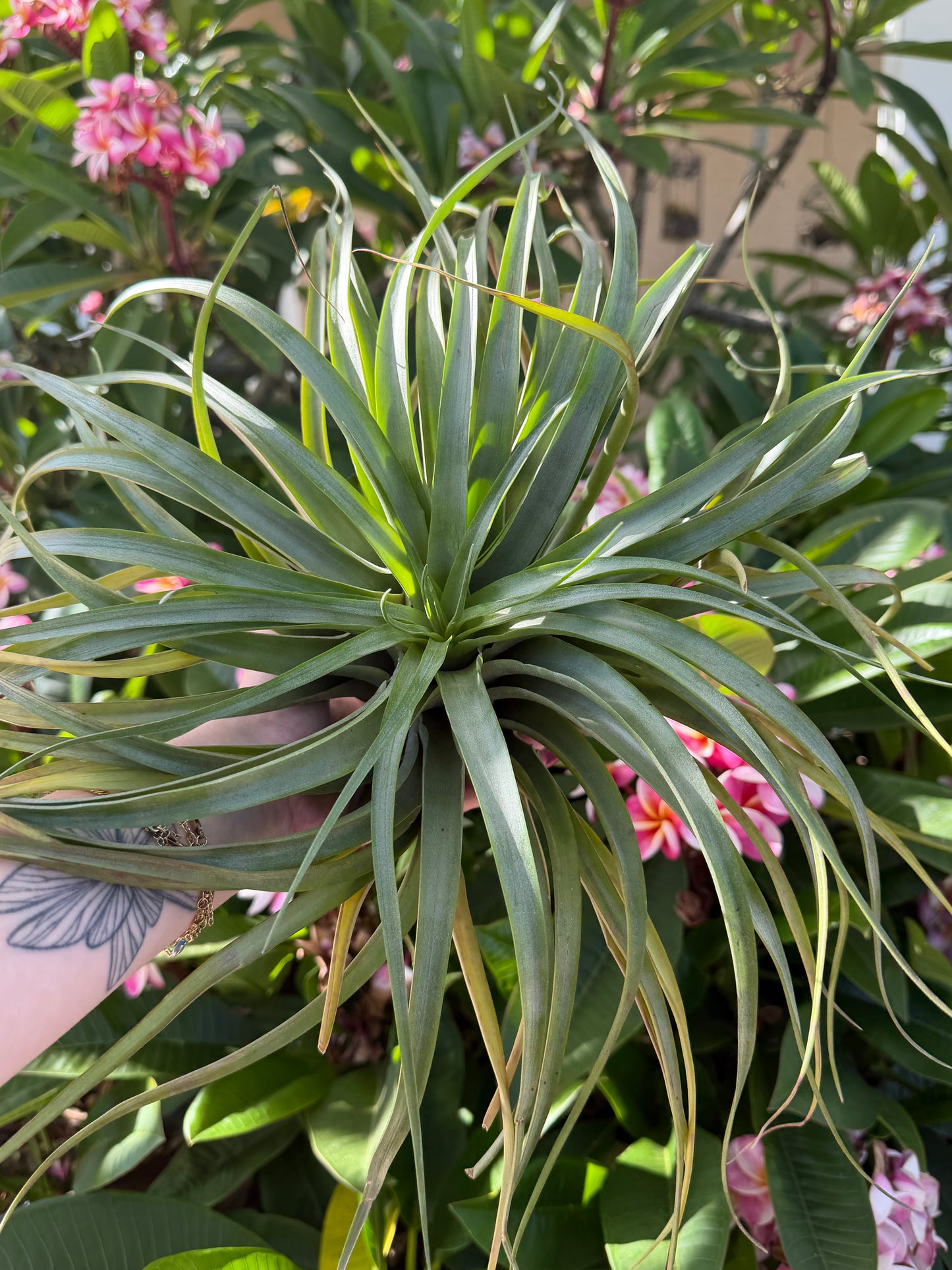 Brachycaulos hybrid