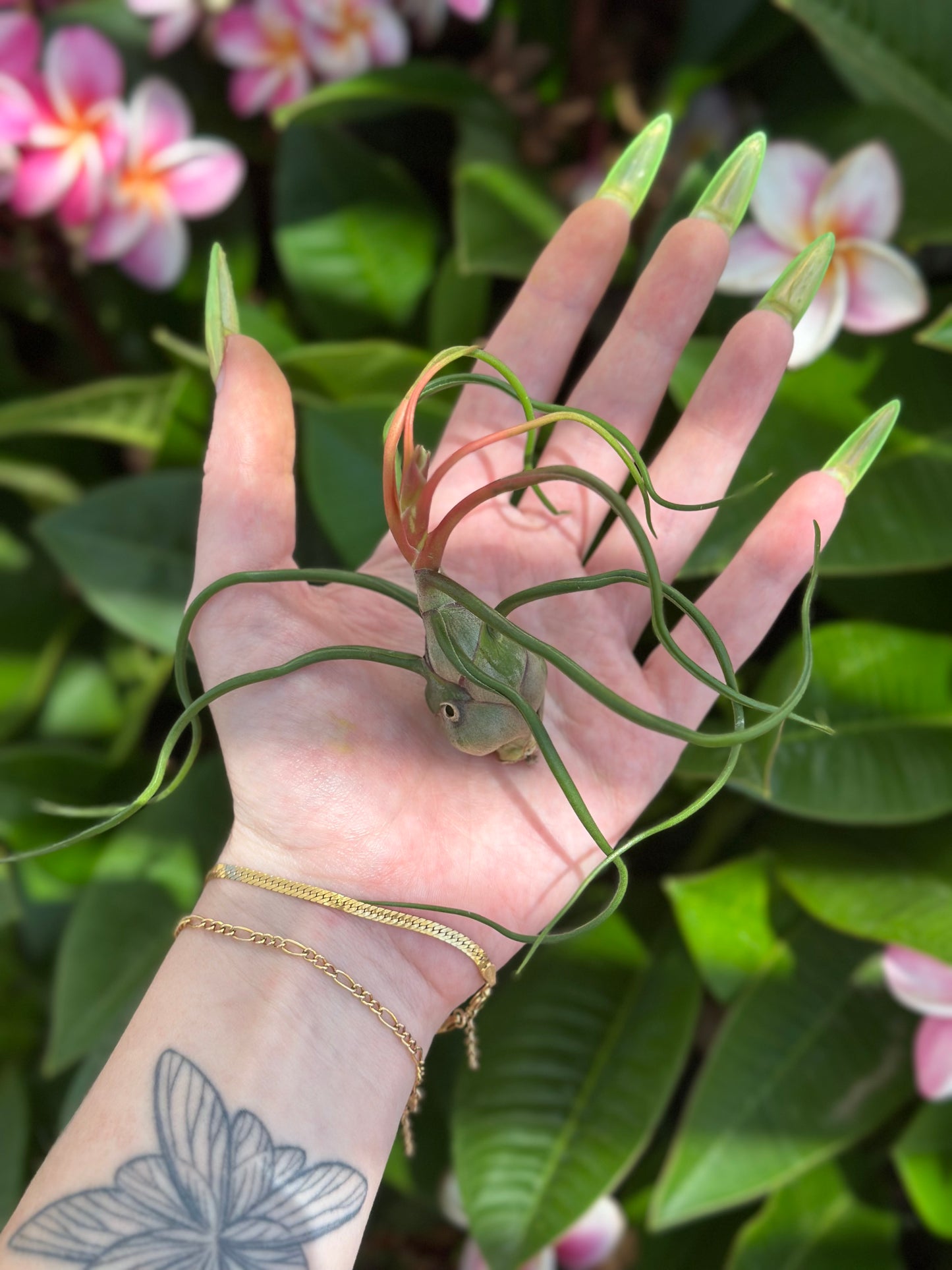 tillandsia bulbosa