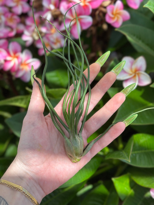 bulbosa hybrid