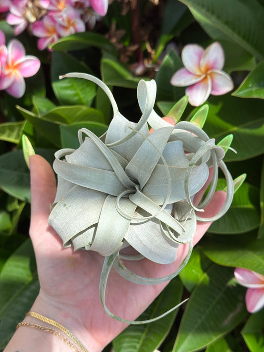 pixie xerographica
