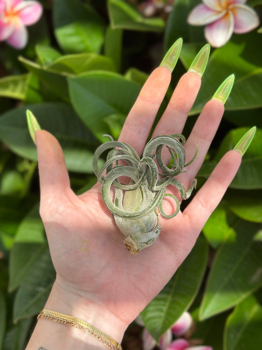 medusa caput