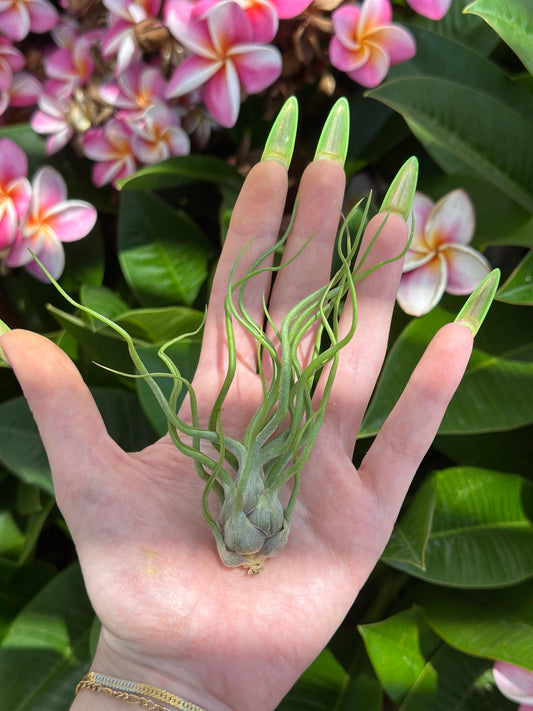 bulbosa hybrid v.2