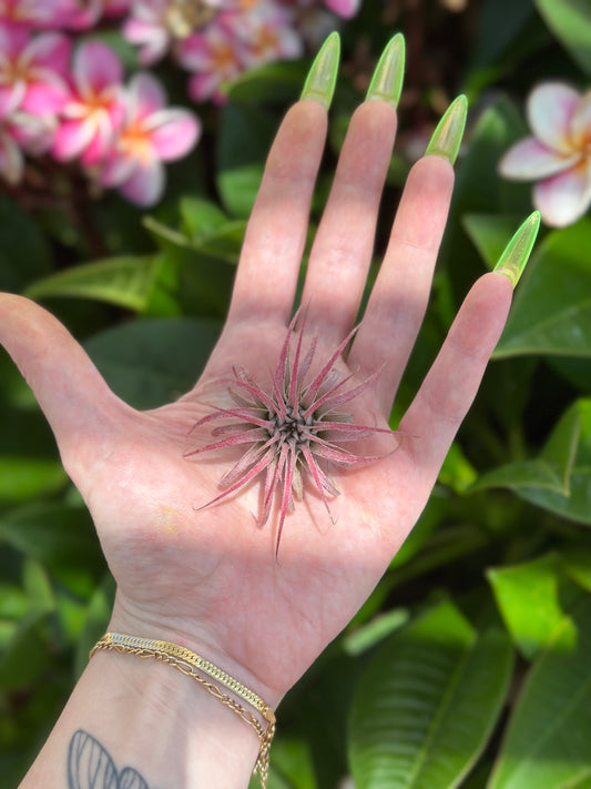 pink ionantha