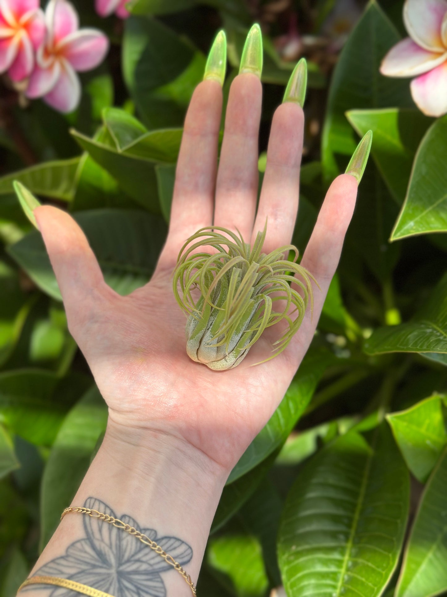 ionantha