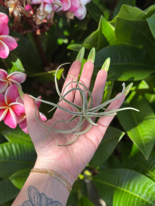 streptophylla