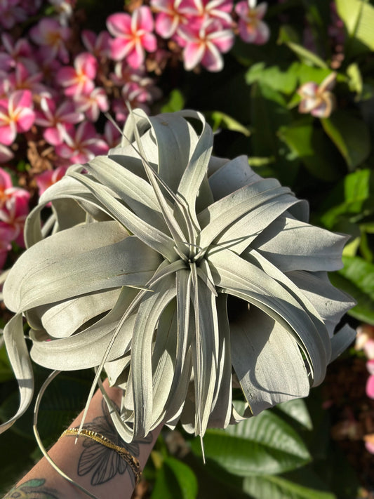 XL Xerographica